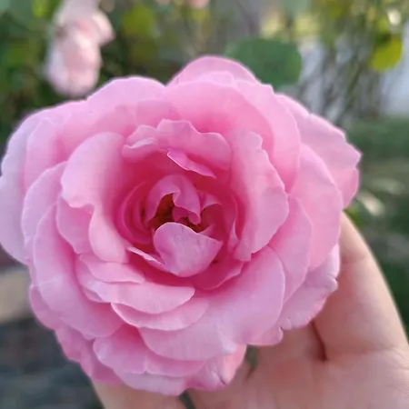 לינה וארוחת בוקר Dolce Farnetta En-suite Spa & Yoga 3*