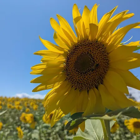 לינה וארוחת בוקר Dolce Farnetta En-suite Spa & Yoga Montecastrilli