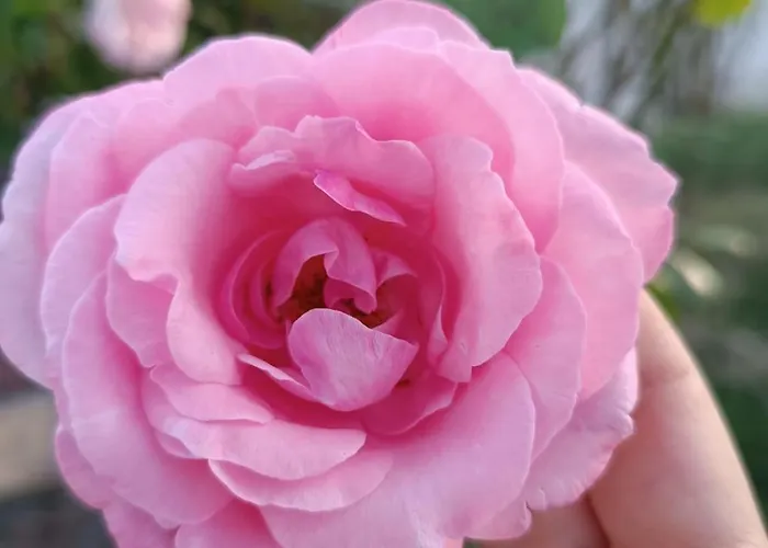 Alojamento de Acomodação e Pequeno-almoço Dolce Farnetta En-suite Spa & Yoga 3*