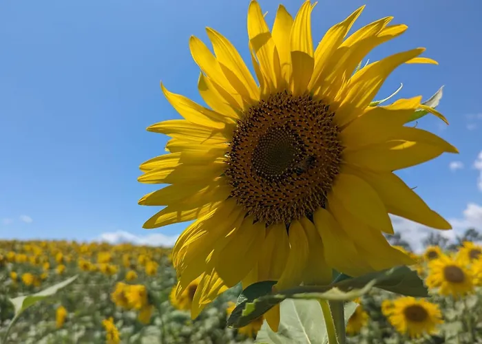 Bed & Breakfast Farnetta Royal Montecastrilli